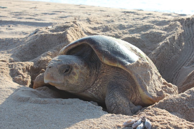 First nesting record for Caretta caretta in Angola