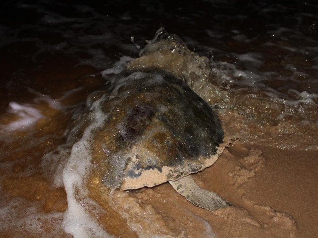 Tartarugas